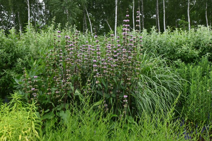 Wycieczka do Afloparku