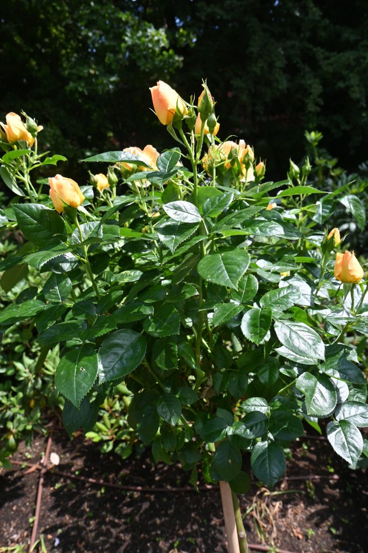 Wycieczka do Afloparku